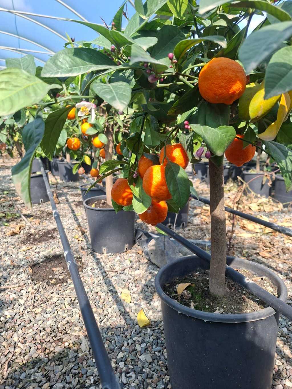 Lime Rossa di Rangpur: L'Agrume che Sorprende i Sensi
