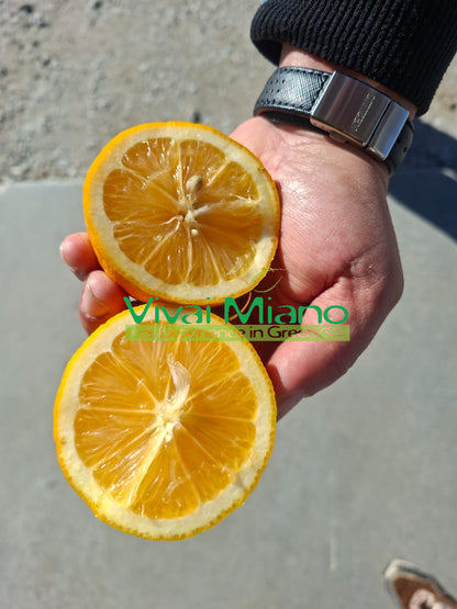 Meyer Lemon Plant (pot - 20)