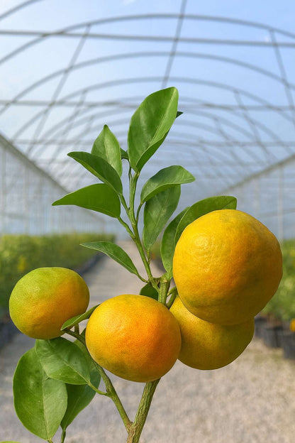 Clementine Tree (pot - 20)