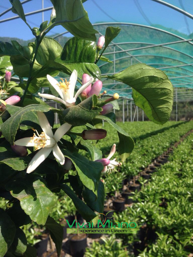 Lemon Plant (24cm pot - Bush)
