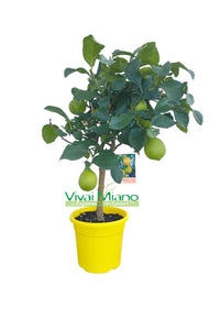 Lemon plant WITH FRUIT - pot Ø 20 Yellow - real image