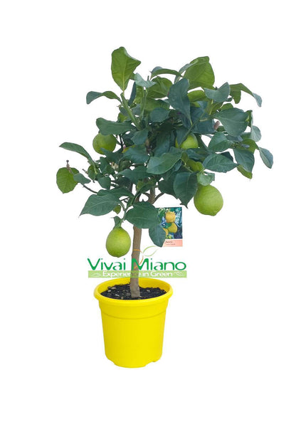 Lemon plant WITH FRUIT - pot Ø 20 Yellow - real image