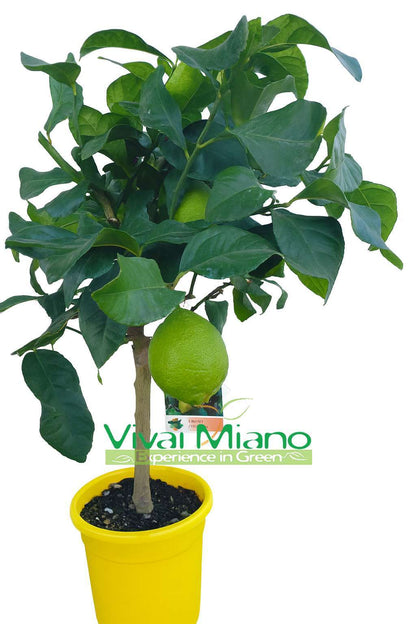 Lemon plant WITH FRUIT - pot Ø 20 Yellow - real image