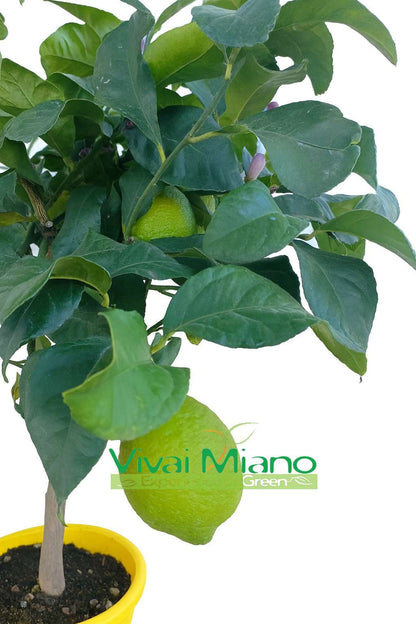 Lemon plant WITH FRUIT - pot Ø 20 Yellow - real image
