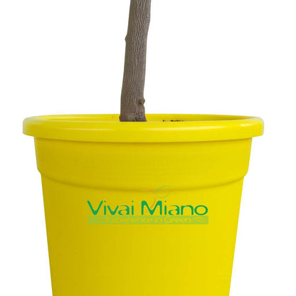 Lemon plant WITH FRUIT - pot Ø 20 Yellow - real image