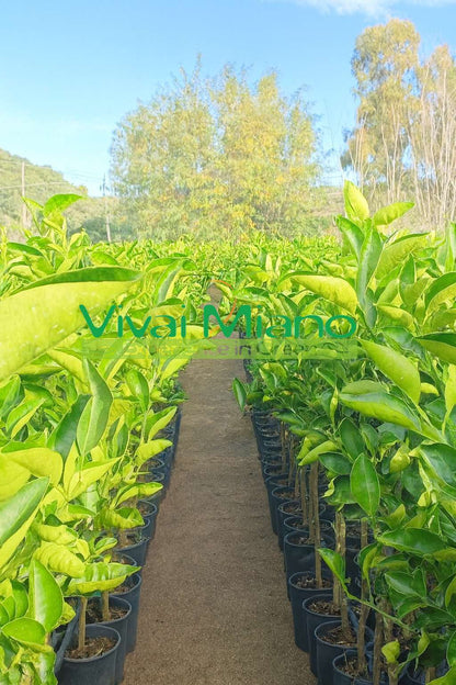 Tarocco Ippolito Orange Tree