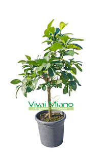 Star Ruby Grapefruit Plant (pot - 20)