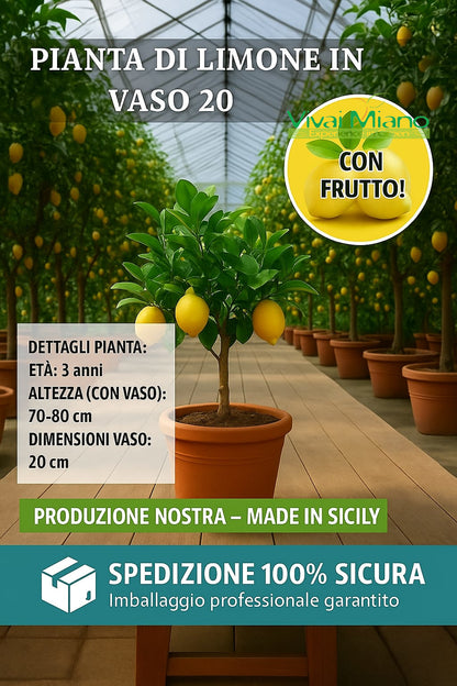 Lemon plant WITH FRUIT - pot Ø 20 Yellow - real image