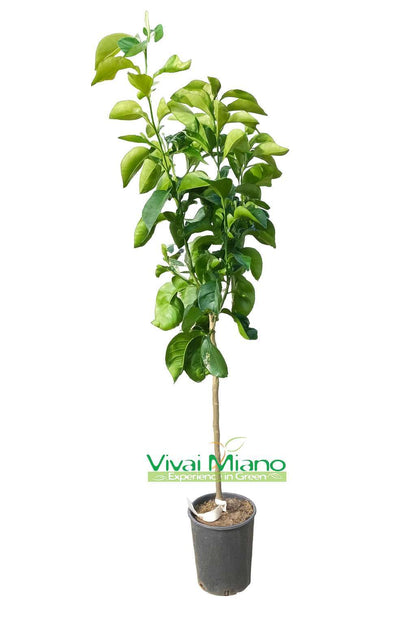 Bizzaria Orange Tree