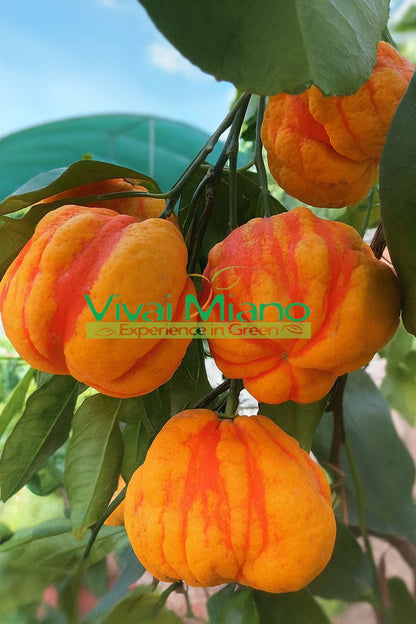 Bizzaria Orange Tree