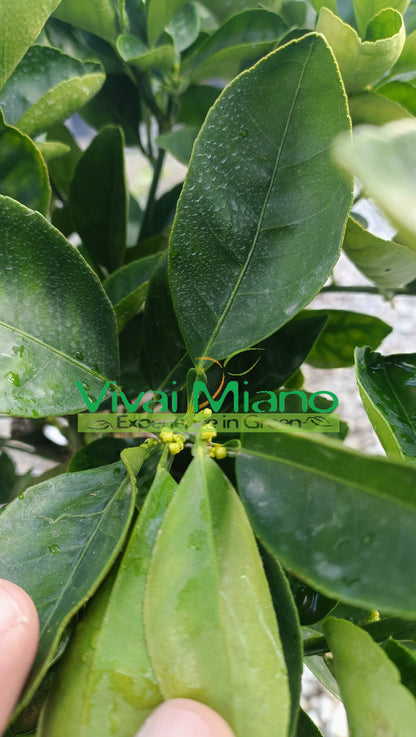 Orange Lane Late Plant (pot - 20)