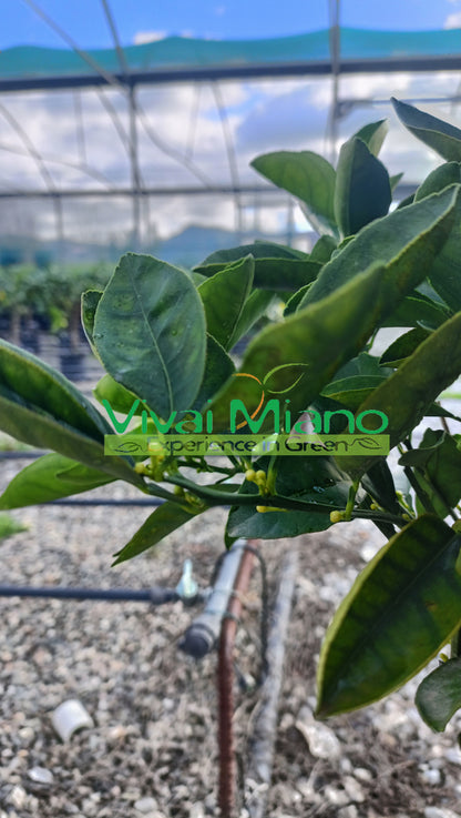 Orange Lane Late Plant (pot - 20)