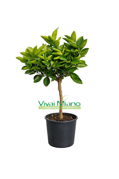 Orange Lane Late Plant (pot - 20)