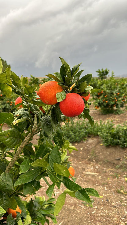 Moro Orange Tree or Sicilian Blood Orange Tree (pot - 20)