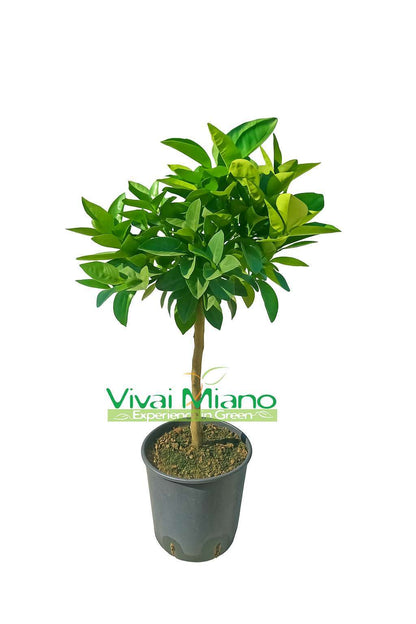 Moro Orange Tree or Sicilian Blood Orange Tree (pot - 20)