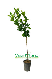 Moro Orange or Sicilian Blood Orange Plant