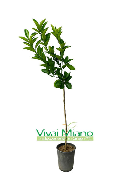 Moro Orange or Sicilian Blood Orange Plant