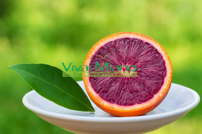 Moro Orange or Sicilian Blood Orange Plant