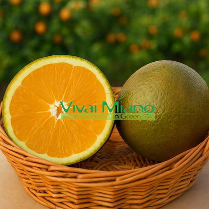 Chocolate Navel Orange Tree