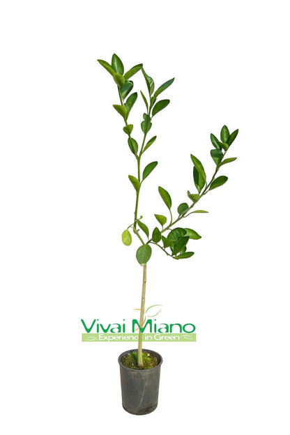 Chocolate Navel Orange Tree