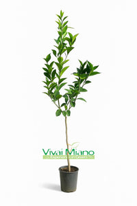 Navelina Orange Tree