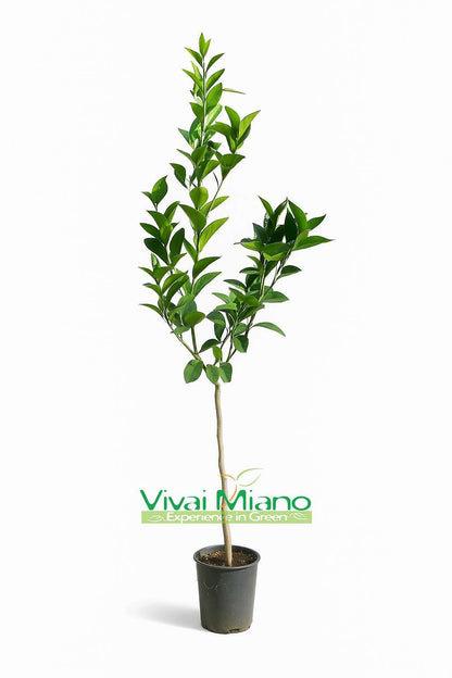 Navelina Orange Tree
