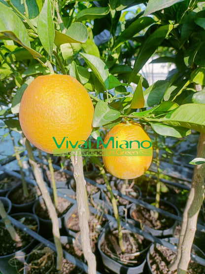 Navelina Orange Tree