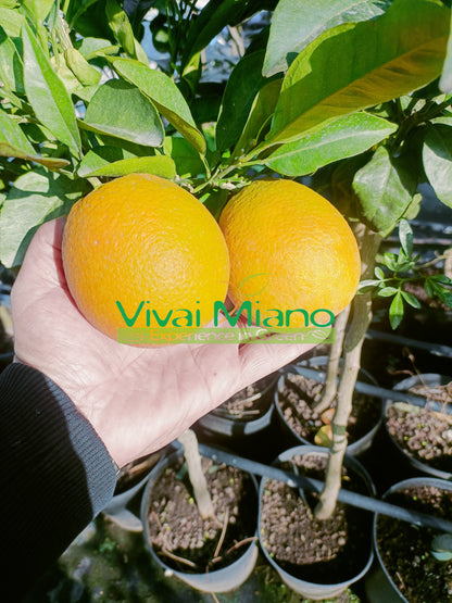 Navelina Orange Tree