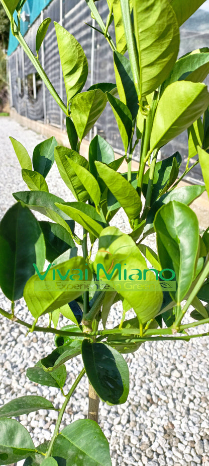 Moscato Blood Orange Plant