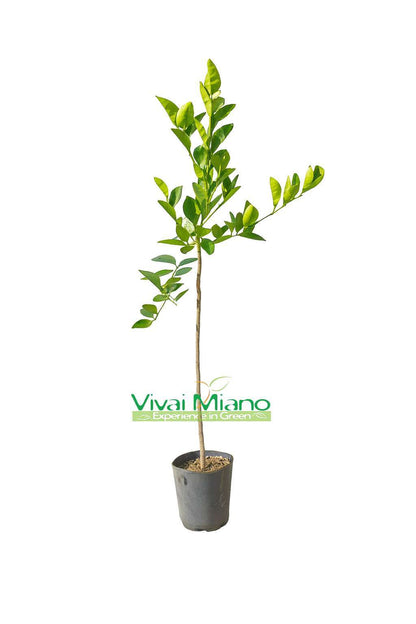 Moscato Blood Orange Plant