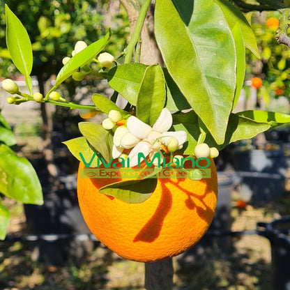 Moscato Blood Orange Plant