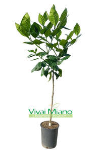 Tarocco Orange "Loquat Leaf" Plant