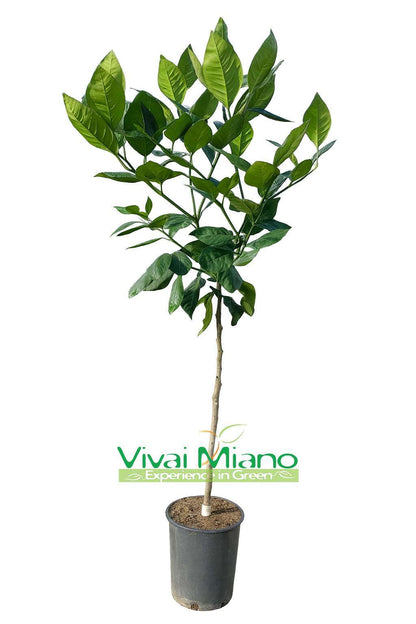 Tarocco Orange "Loquat Leaf" Plant