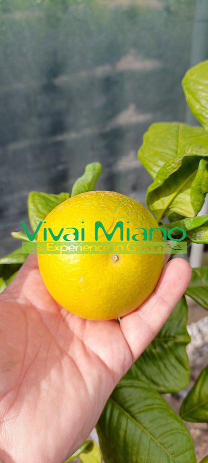 Tarocco Orange "Loquat Leaf" Plant