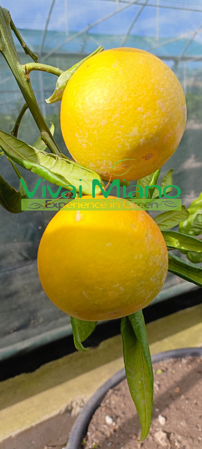 Tarocco Orange "Loquat Leaf" Plant