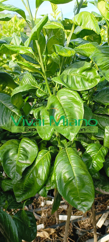 Tarocco Orange "Loquat Leaf" Plant