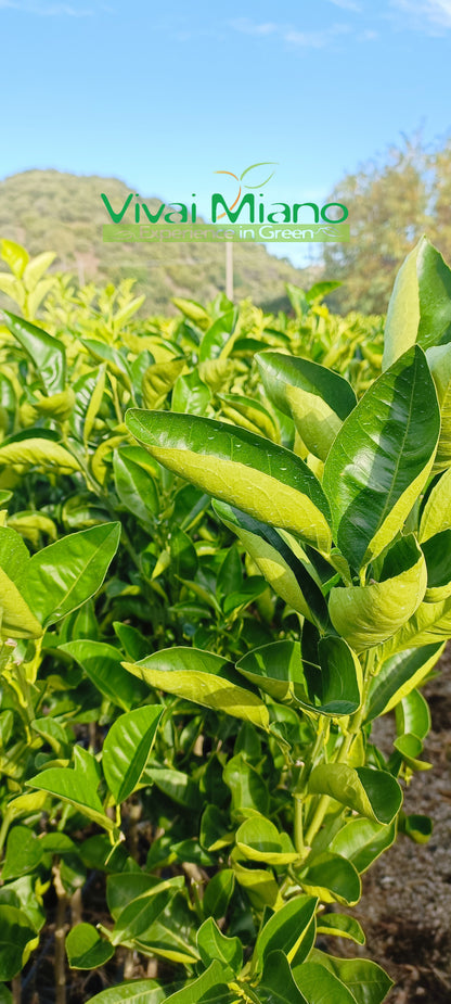 Tarocco Ippolito Orange Tree