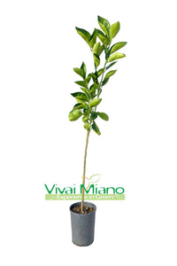 Tarocco Ippolito Orange Tree