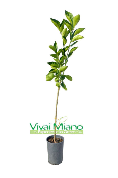 Tarocco Ippolito Orange Tree