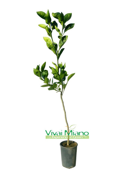 Tarocco Meli Orange Tree