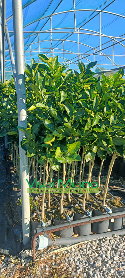 Tarocco Meli Orange Tree