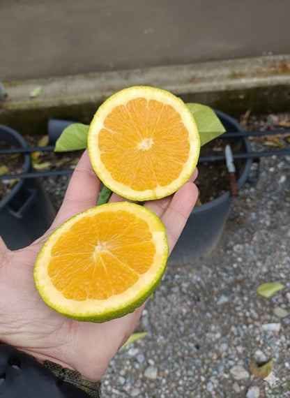 Valencia Orange Tree