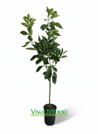 Valencia Orange Tree