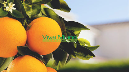 Valencia Orange Tree
