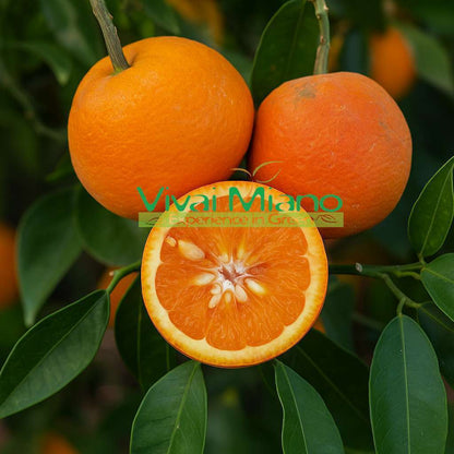 Vanilla Orange or Sweet Orange Plant