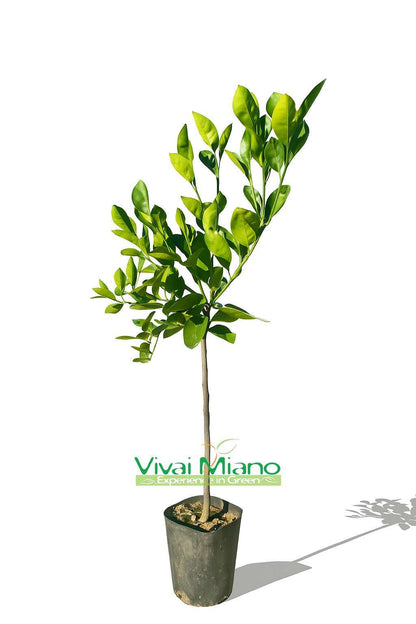 Vanilla Orange or Sweet Orange Plant