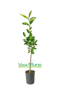 Washington Navel Orange Tree