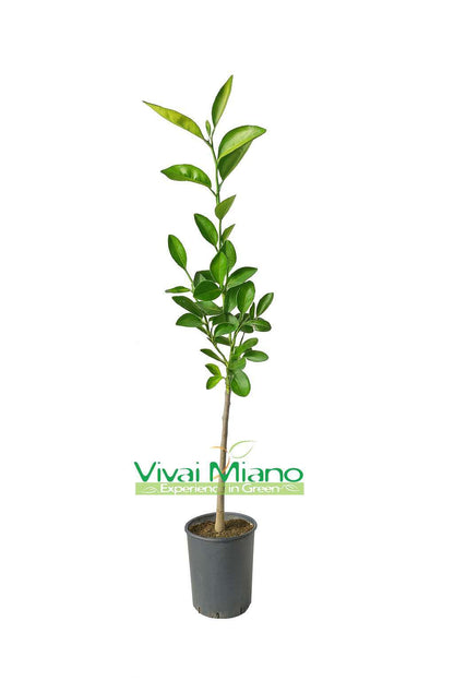 Washington Navel Orange Tree