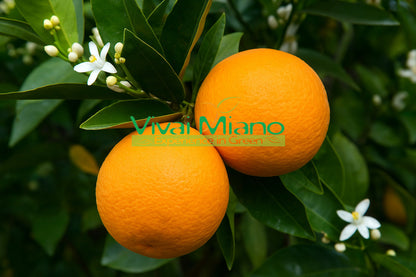 Washington Navel Orange Tree