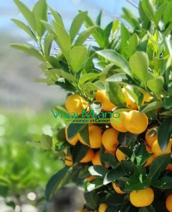 Calamondin Plant (Bush - 35cm pot)